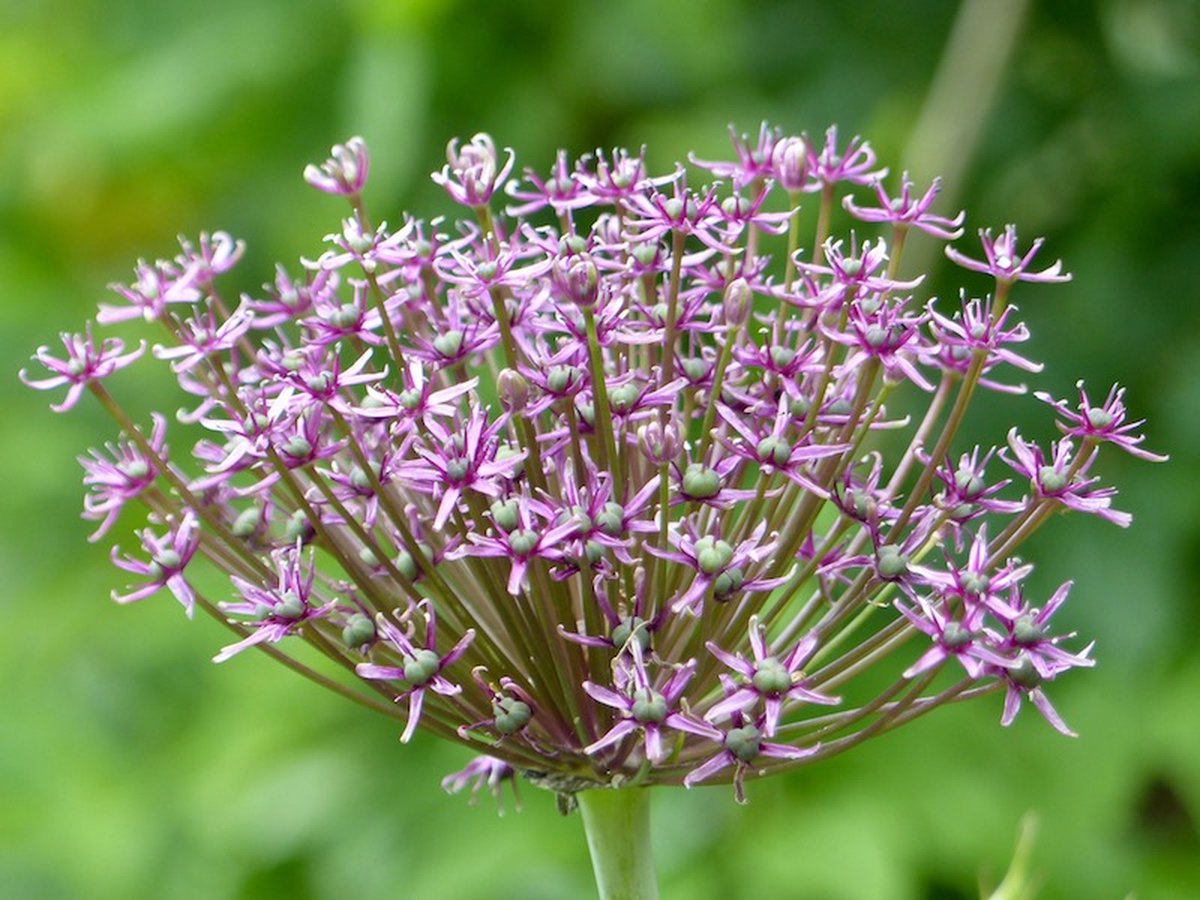 Allium Toabago 15 stuks - sieruien