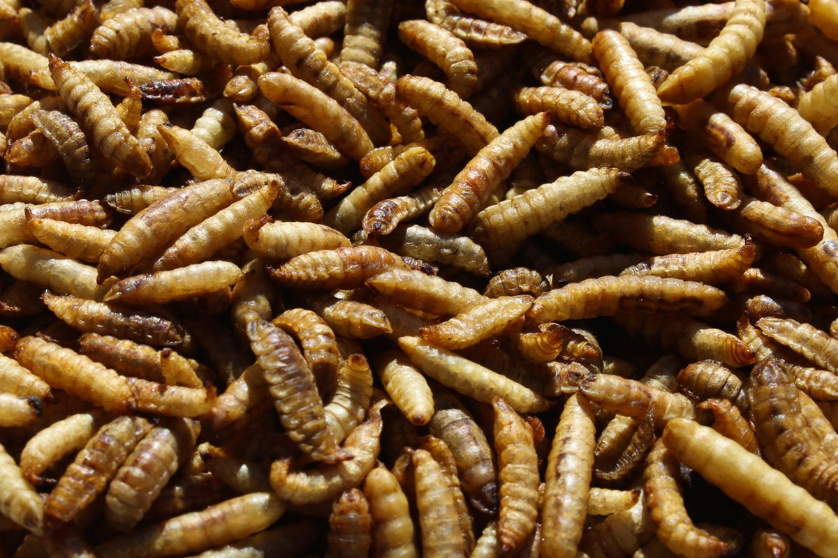 Kippenpakket.nl - Kippensnacks - Nutri Worms 1L Hersluitbare Stazak - Gaat verenpikken tegen - Rijk aan Calcium en Eiwitten