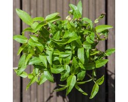 Spruit- Kiemgroente Taugé Mung Bean