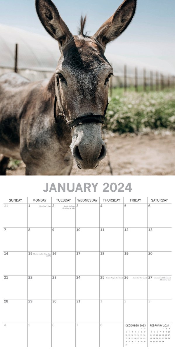 Calendrier des ânes 2024