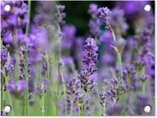 Tuin decoratie Lavendel - Bloemen - Natuur - Paars - 40x30 cm - Tuindoek - Buitenposter
