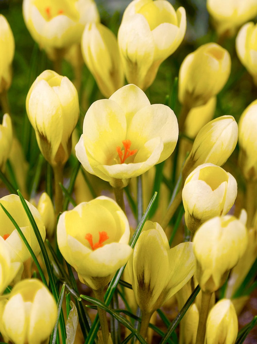 35x Crocus 'Cream beauty chrysanthus' - BULBi® Bloembollen met bloeigarantie