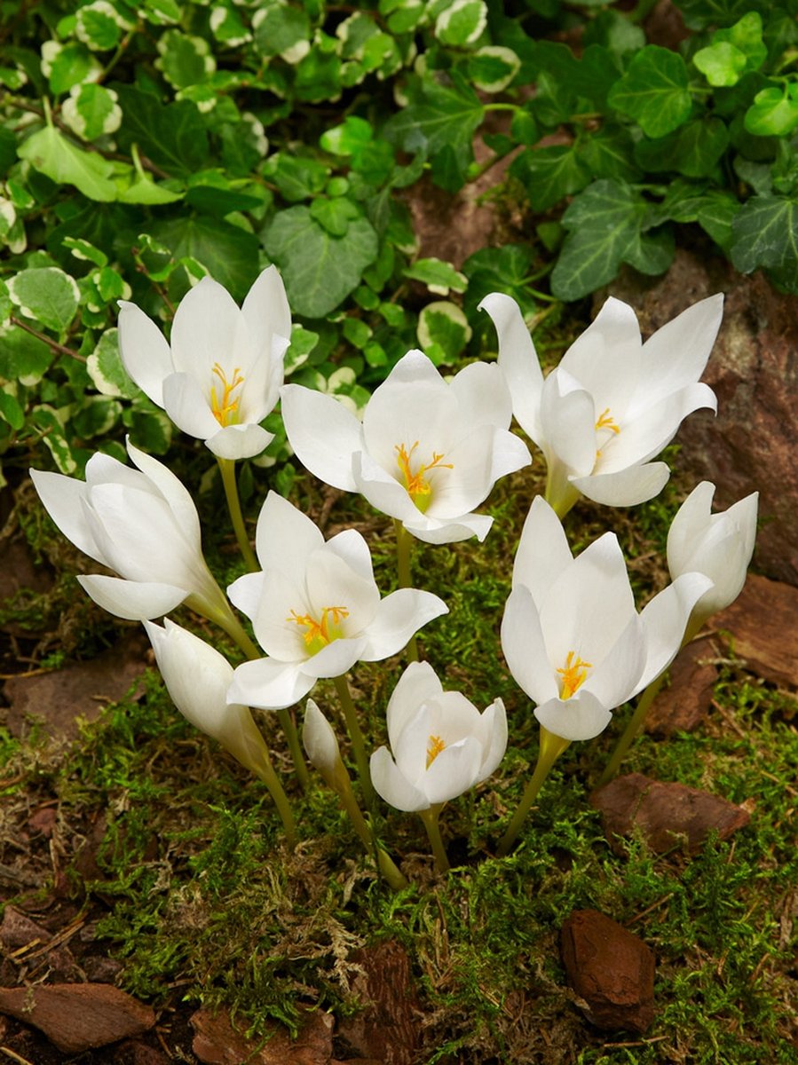 2x Herfsttijloos 'Colchicum speciosum album' - BULBi® Bloembollen met bloeigarantie