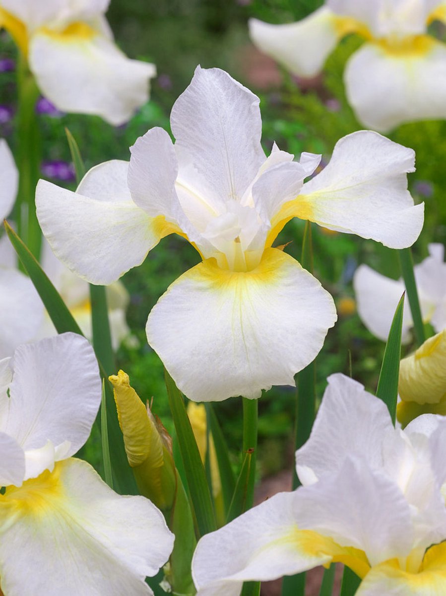 6x Iris 'Iris dreaming orange sibirica' - BULBi® Bloembollen met bloeigarantie