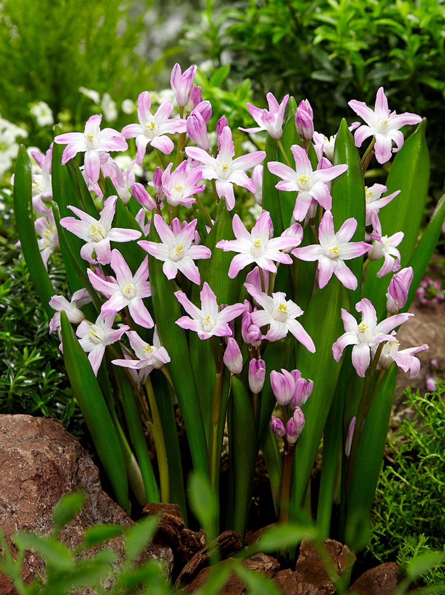 50x Sneeuwroem 'Chionodoxa pink giant' - BULBi® Bloembollen met bloeigarantie