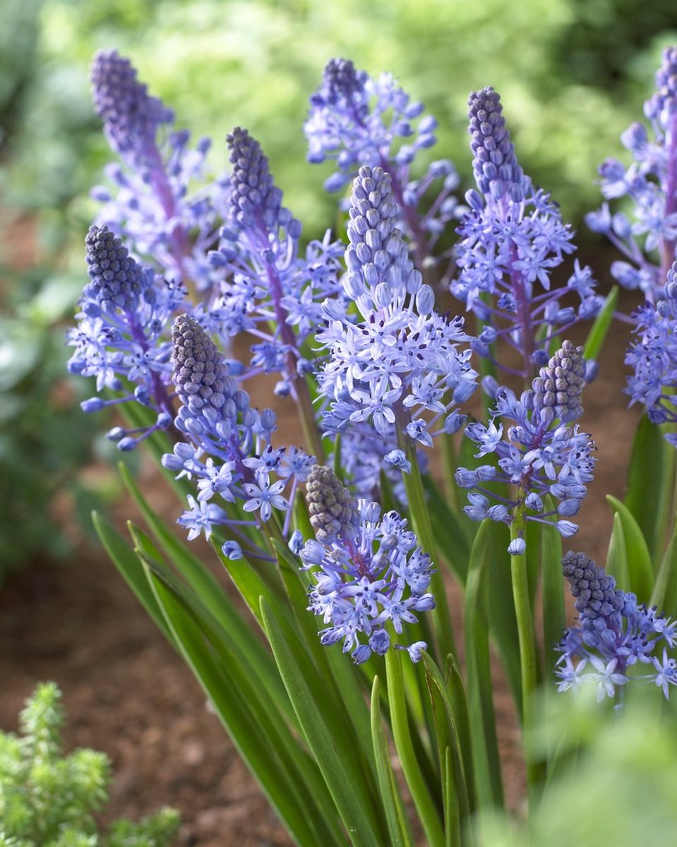 15x Sterhyacint 'Scilla litardierei amethystina' - BULBi® Bloembollen met bloeigarantie