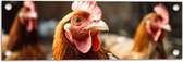Tuinposter – Bruine hanen staan buiten in de kippen ren - 60x20 cm Foto op Tuinposter (wanddecoratie voor buiten en binnen)