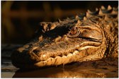 Poster Glanzend – Krokodil ligt op de grond met zijn hoofd in het water - 75x50 cm Foto op Posterpapier met Glanzende Afwerking