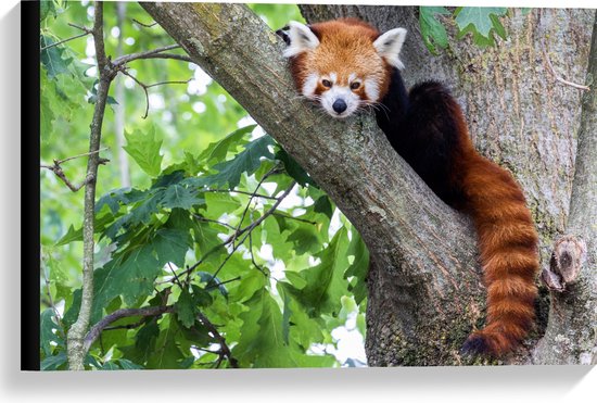 Canvas - Rode panda zit in boom met hangende staart - 60x40 cm Foto op Canvas Schilderij (Wanddecoratie op Canvas)