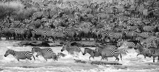 160 x 80 cm - glasschilderij - kudde zebra's - schilderij fotokunst - foto print op glas - muurdecoratie - schilderijen woonkamer