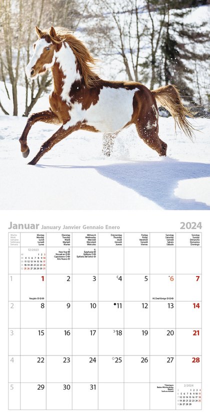 Calendrier Horse and Hunk 2024 - calendrier cheval - calendrier