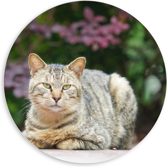 PVC Schuimplaat Muurcirkel - Gestreepte kat met groene ogen ligt buiten op tegels voor paarse bloemen - 60x60 cm Foto op Muurcirkel (met ophangsysteem)