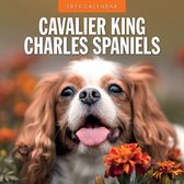 Cavalier King Charles Spaniels Kalender 2024