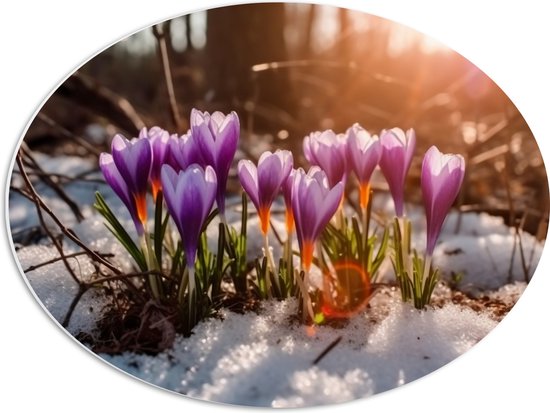 PVC Schuimplaat Ovaal - Wit met Paarse Crocus Bloemen in Besneeuwd Bos met Zonnestralen - 56x42 cm Foto op Ovaal (Met Ophangsysteem)