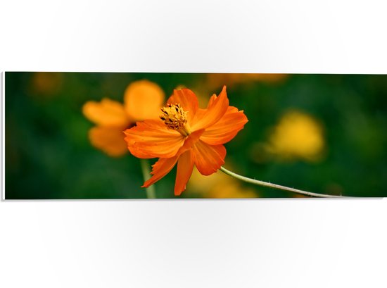 PVC Schuimplaat- Fel Oranje Cosmos Sulphureus Bloemen met Donker Groene Achtergrond - 60x20 cm Foto op PVC Schuimplaat