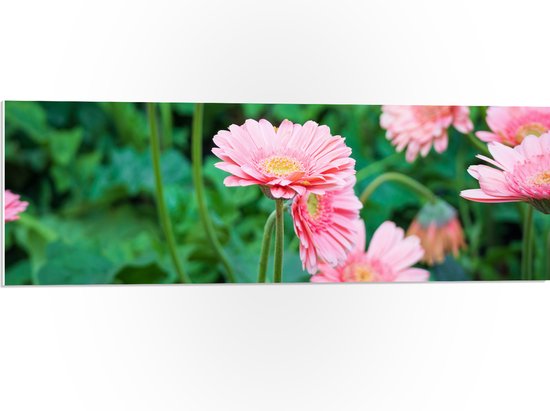 PVC Schuimplaat- Roze Gerbera Bloemen op Lange Stengels Tussen Groene Bladeren - 90x30 cm Foto op PVC Schuimplaat