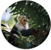 PVC Schuimplaat Muurcirkel - Zwart witte kleine aap zit in boom - 70x70 cm Foto op Muurcirkel (met ophangsysteem)