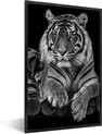 Tigre - Portrait