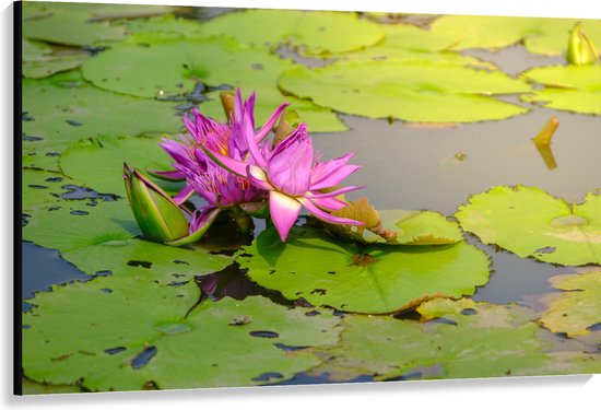 Canvas - Paarse Waterlelie Lotusbloem Drijvend op Leliebladeren en Water - 150x100 cm Foto op Canvas Schilderij (Wanddecoratie op Canvas)