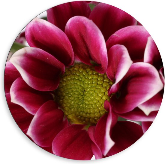 Dibond Muurcirkel - Mooie Grote Roze Bloem met Geel Midden en Witte Blad Randen - 80x80 cm Foto op Aluminium Muurcirkel (met ophangsysteem)