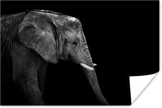 Poster Olifant - Zwart wit - Portret - Dieren - 60x40 cm