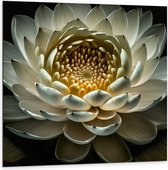 Dibond - Close Up Van Witte Waterlelie met Geel Midden op Donkere Achtergrond - Bloemen - 100x100 cm Foto op Aluminium (Wanddecoratie van metaal)