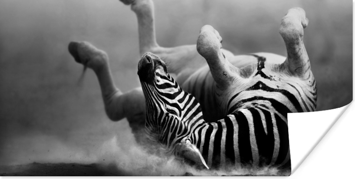 Poster Zebra - Dieren - Zwart - Wit - 150x75 cm