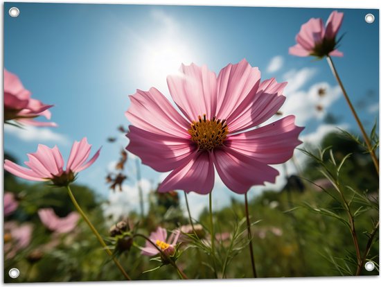 Tuinposter – Roze Cosmea Bloemen in een Grasveld bij Heldere Lucht - 80x60 cm Foto op Tuinposter (wanddecoratie voor buiten en binnen)