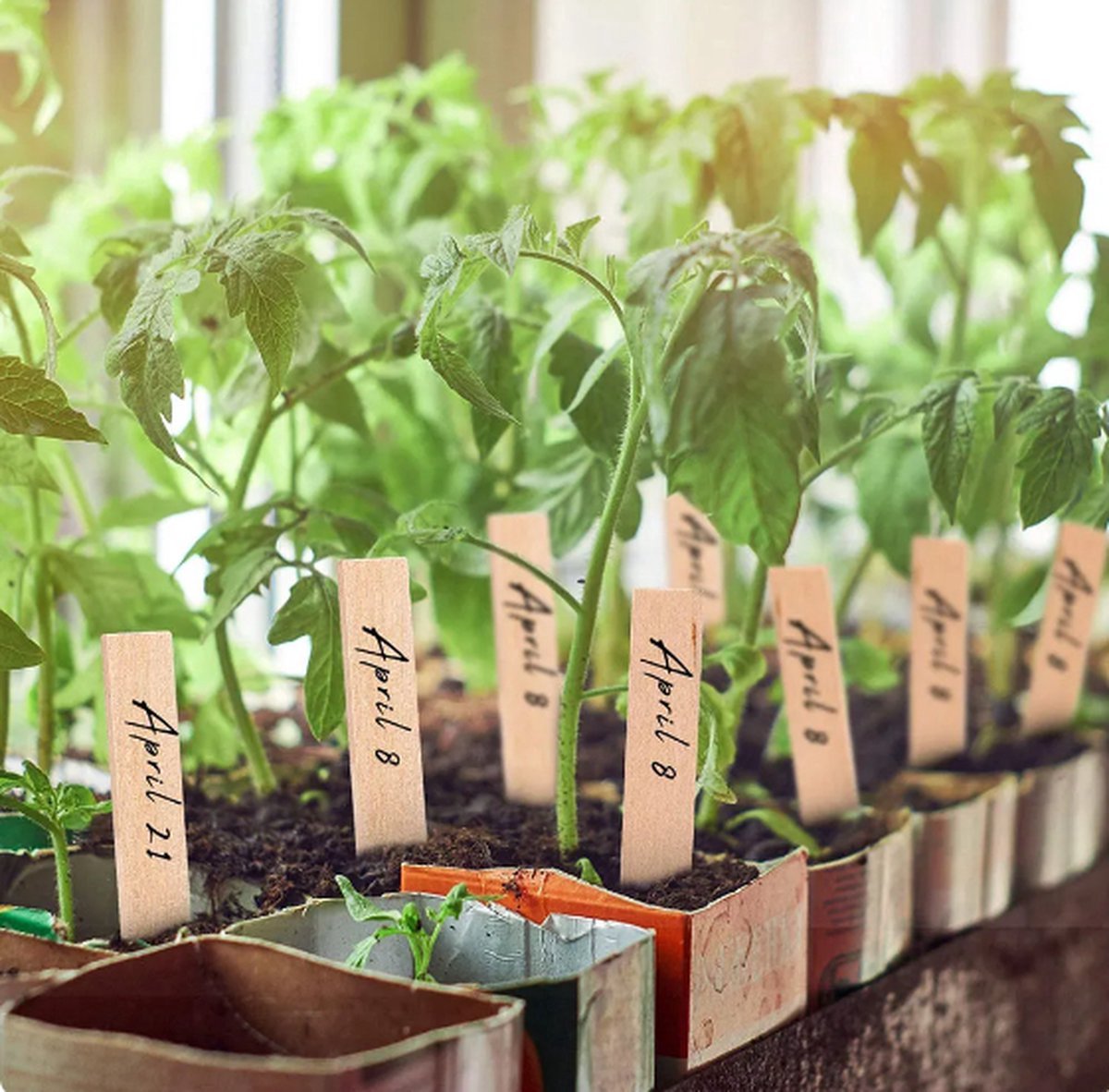 CHPN - Plantlabels - Houten plantenlabels - 20 Stuks - Hout - Plantkaartjes - Plantenlabels - Plantenstekers - Plantenbordjes - Moestuin Bordjes - Plantennaam - Plantetiketten - Etiketten - Plantstekers