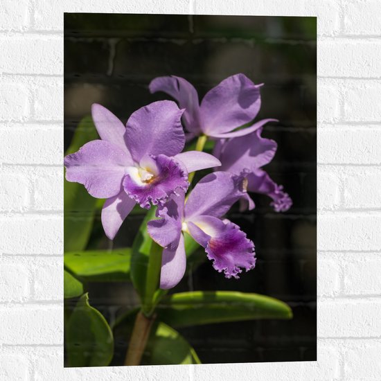 Muursticker - orchidee met witte knopjes en diverse paarse tinten - Bloem - 40x60 cm Foto op Muursticker