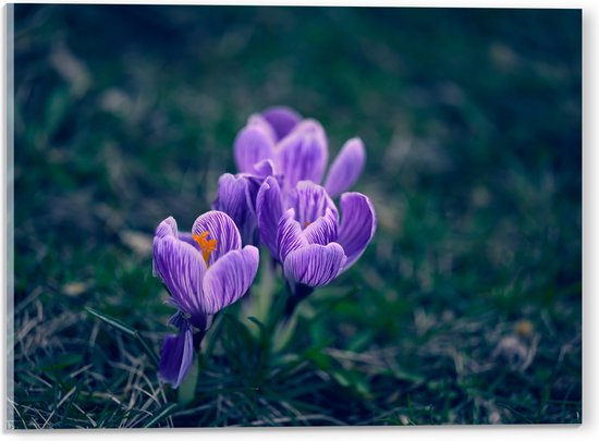 Acrylglas - Paarse Bonte Krokus Bloemen met Donkere Achtergrond - 40x30 cm Foto op Acrylglas (Wanddecoratie op Acrylaat)