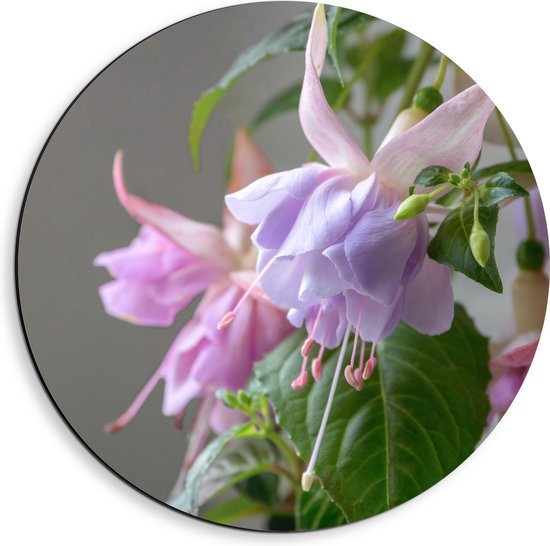 Dibond Muurcirkel - Paars met Roze Fuchsia Bloemen met Uithangende Meeldraden - 40x40 cm Foto op Aluminium Muurcirkel (met ophangsysteem)