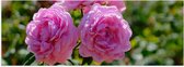 Poster Glanzend – Boeket van Roze Tuinrozen tussen Groene Bladeren - Bloemen - 60x20 cm Foto op Posterpapier met Glanzende Afwerking