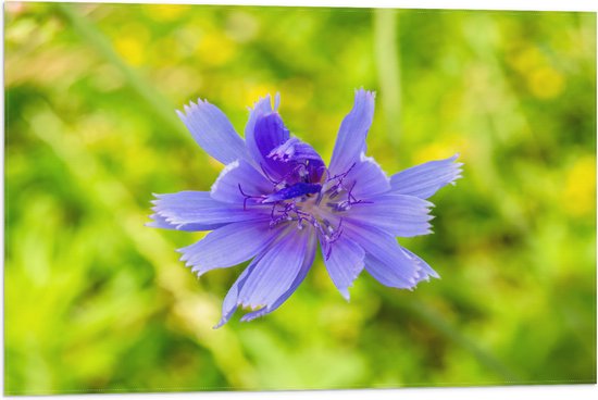 Vlag - Gevouwde Paarse Wilde Cichorei Bloem in Gras - 75x50 cm Foto op Polyester Vlag