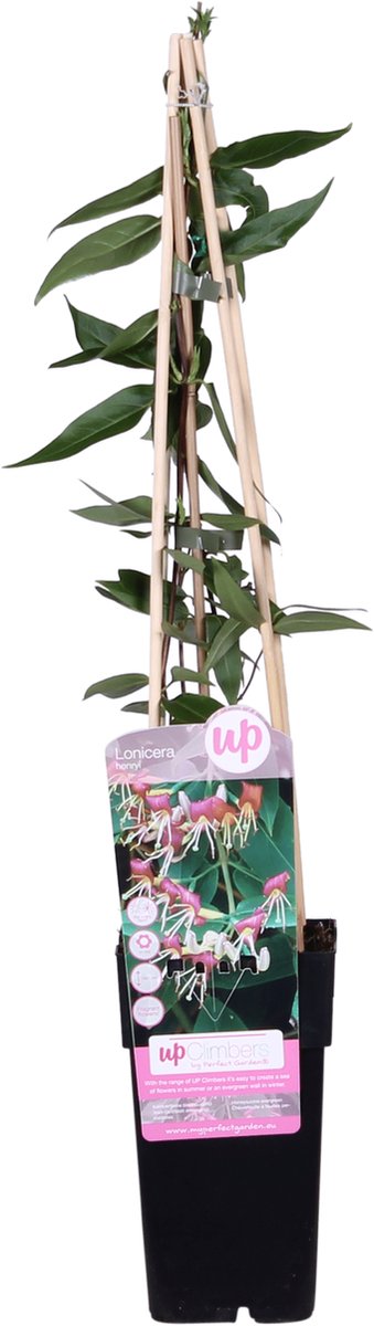Hello Plants Lonicera Henryi Kamperfoelie - Klimplant - Ø 15 cm - Hoogte: 65 cm