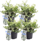 Plant in a Box - Euonymus Harlequin - Set van 4 - Tuinplant met prachtig gekleurd blad - Winterhard en groenblijvend - Pot 17cm - Hoogte 20-30cm