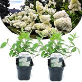 Plant in a Box - Hydrangea paniculata 'Grandiflora' - Set van 2 - Pluimhortensia - pot 17cm - Hoogte 30-40cm - winterhard - tuinplant
