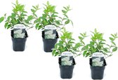Plant in a Box - Hydrangea paniculata 'Grandiflora' - Set van 4 - Pluimhortensia - pot 17cm - Hoogte 30-40cm - winterhard - tuinplant