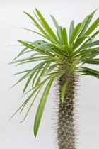 Ikhebeencactus | Madagascar palm | Pachypodium Lamerei | Ø 17 cm | 80 cm