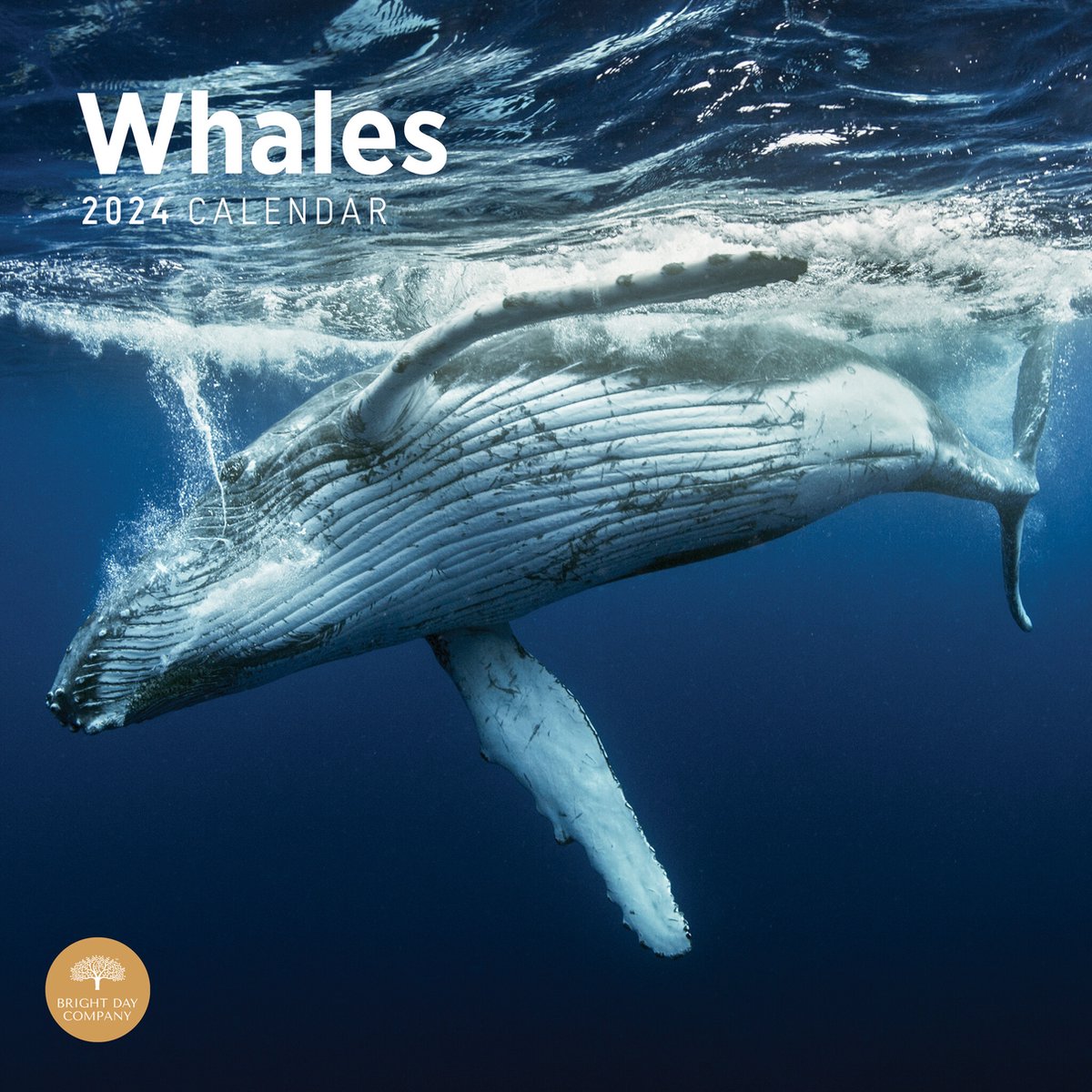 Walvissen Kalender 2024