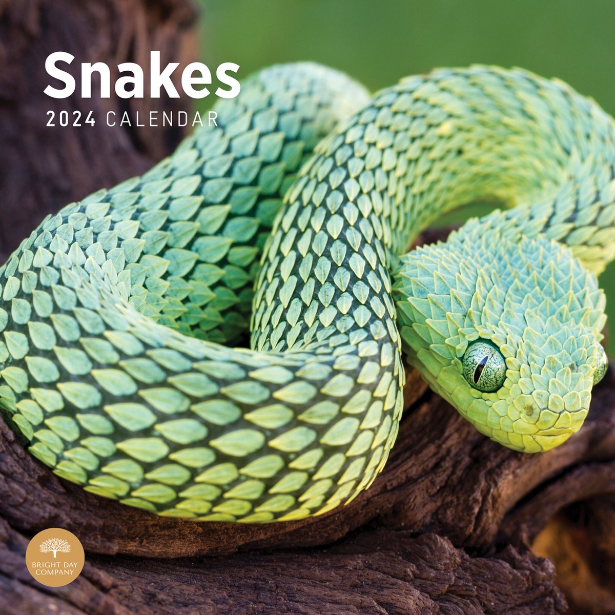 Slangen Kalender 2024