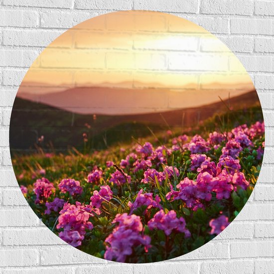 Muursticker Cirkel - Roze Bloemenveld boven aan de Berg bij Zonsondergang - 100x100 cm Foto op Muursticker