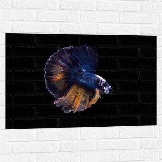 Muursticker - Donkerblauwe Siamese Kempvis op Zwarte Achtergrond - 90x60 cm Foto op Muursticker