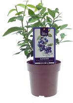 Blauwe Bes - Heidelbeere Bluecrop - Vaccinium corymbosum - bessenstruik - plant - eigen fruit kweken