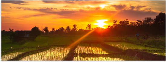 Poster Glanzend – Zonsondergang bij de Rijstvelden in Indonesië - 60x20 cm Foto op Posterpapier met Glanzende Afwerking
