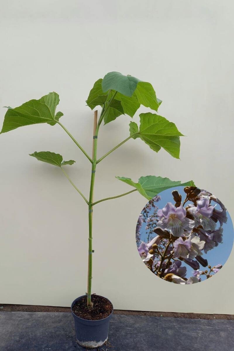 Jonge Anna Paulownaboom | Paulownia tomentosa | 100-150cm hoogte