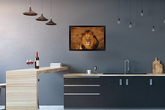 Lion regardant dans la caméra 60x40 cm