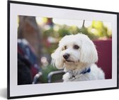 Photo encadrée - Cadre photo mignon chien maltais noir avec passe-partout blanc 60x40 cm - Affiche encadrée (Décoration murale salon / chambre)