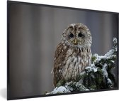 Fotolijst incl. Poster - Een besneeuwde bosuil kijkt in de camera - 60x40 cm - Posterlijst