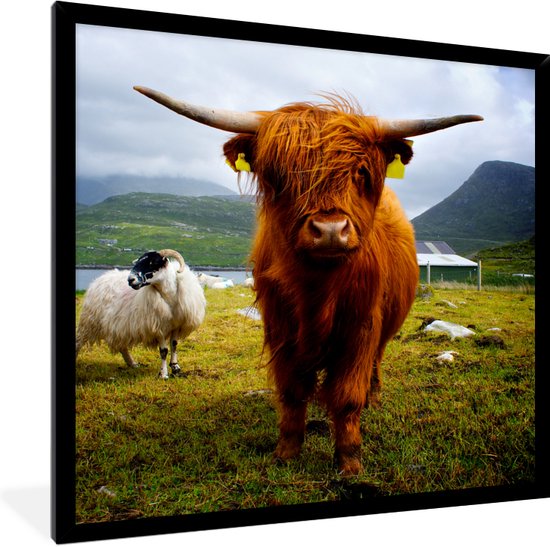 Cadre photo avec affiche - Highlander écossais - Lumière - Mouton - 40x40 cm - Cadre pour affiche